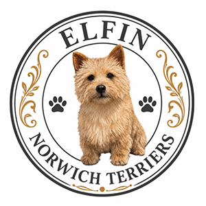 Elfin Norwich Terriers