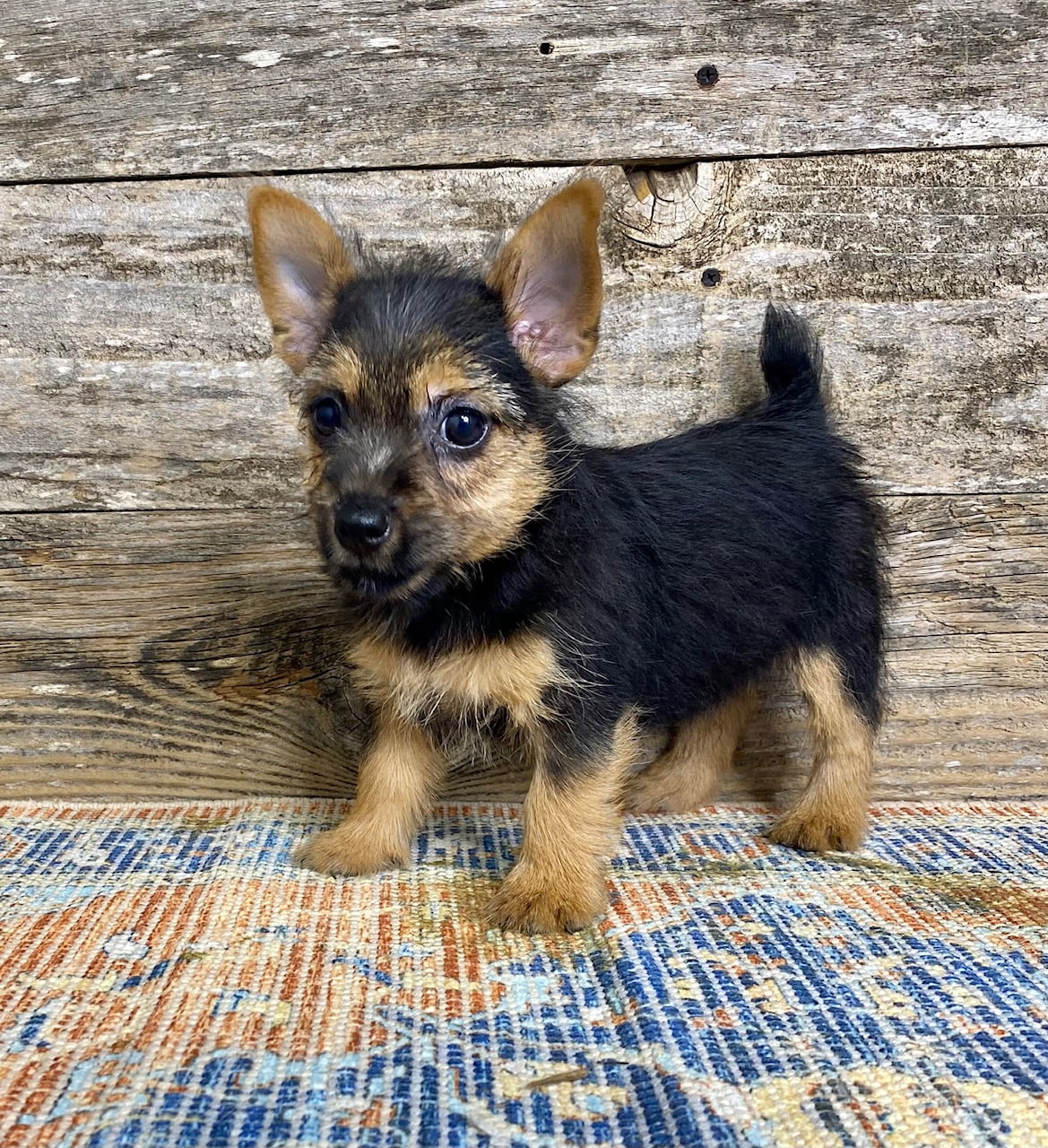 available-norwich-terrier-puppies-elfin-norwich-terriers