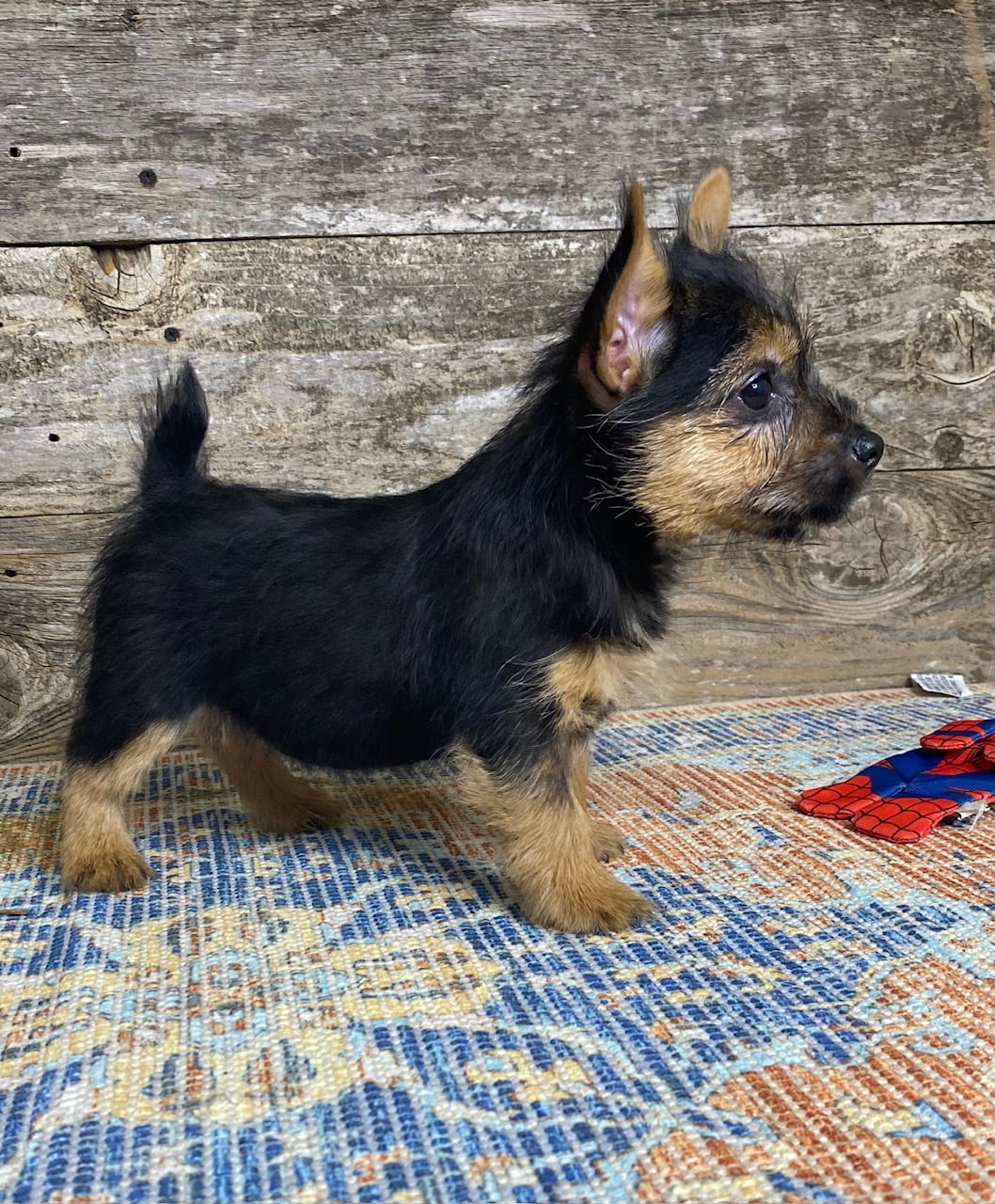 available-norwich-terrier-puppies-elfin-norwich-terriers