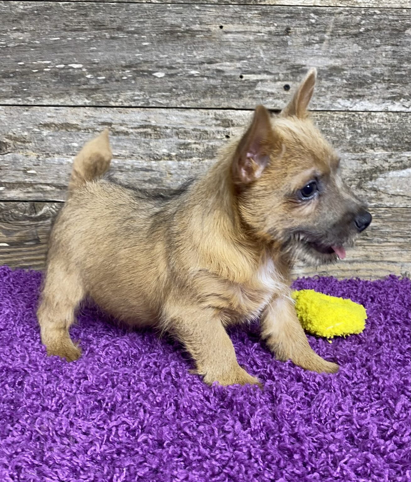 available-norwich-terrier-puppies-elfin-norwich-terriers