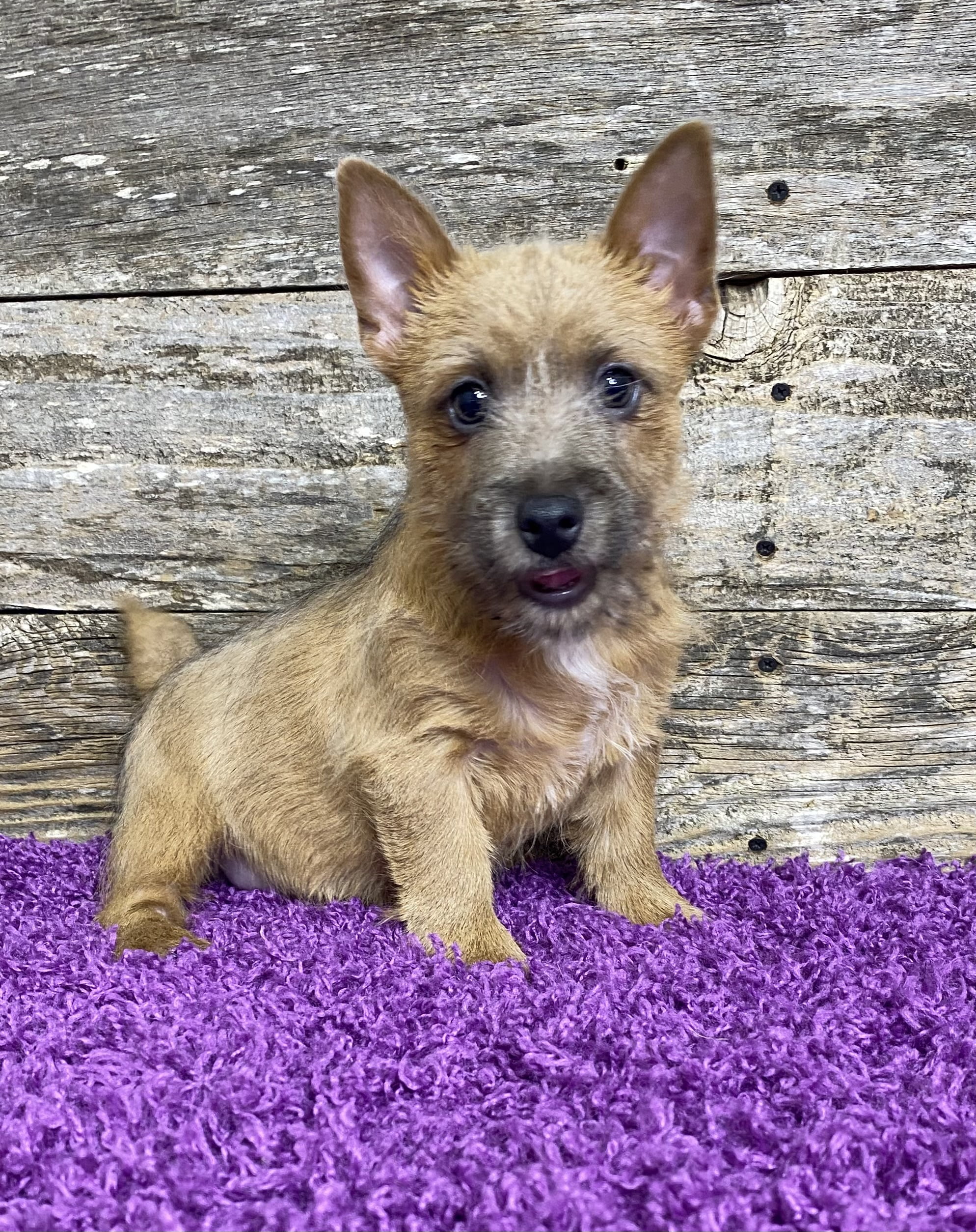 available-norwich-terrier-puppies-elfin-norwich-terriers
