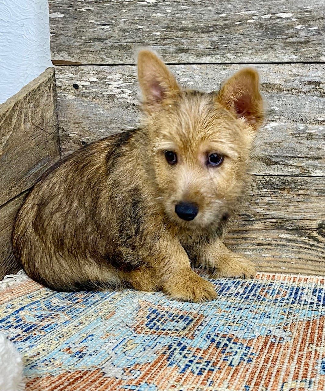 available-puppies-elfin-norwich-terriers